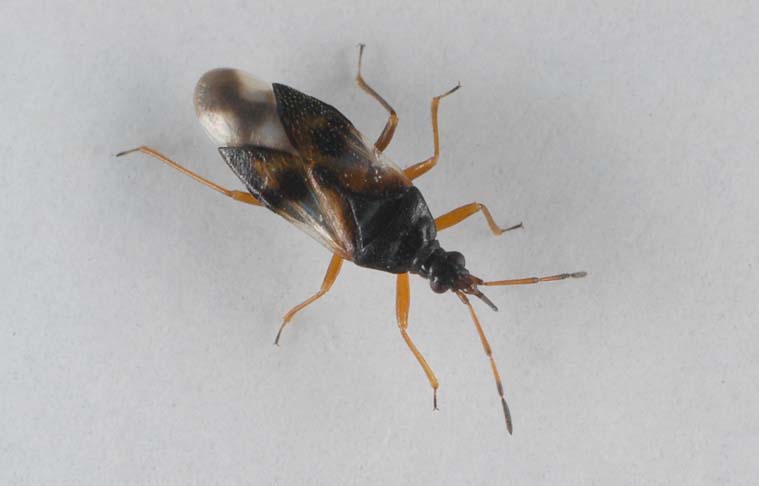 Predatory flower bug (Anthocoris nemorum) adult. Copyright NIAB EMR.